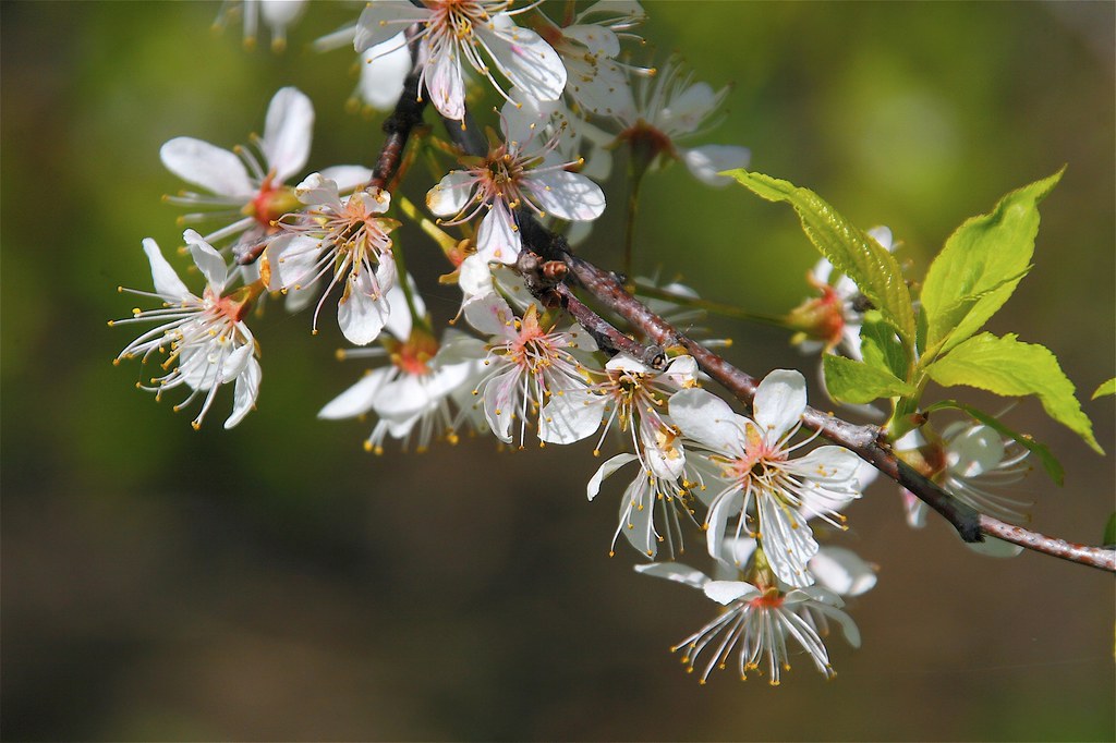 American Plum Prunus americana Dan Mullen Flickr