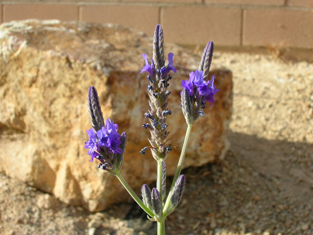 lavender One of last year's lavender plants survived in th… Flickr