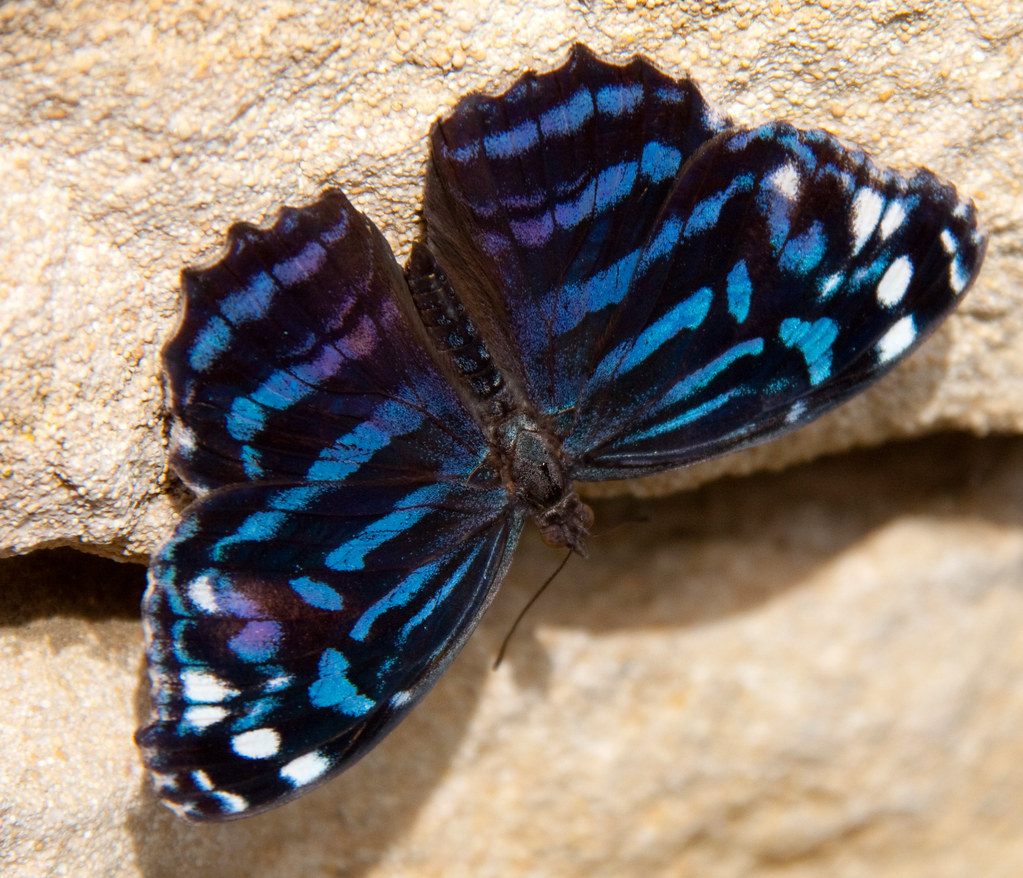 Mexican Blue Wing butterfly 1 Tony Hisgett Flickr