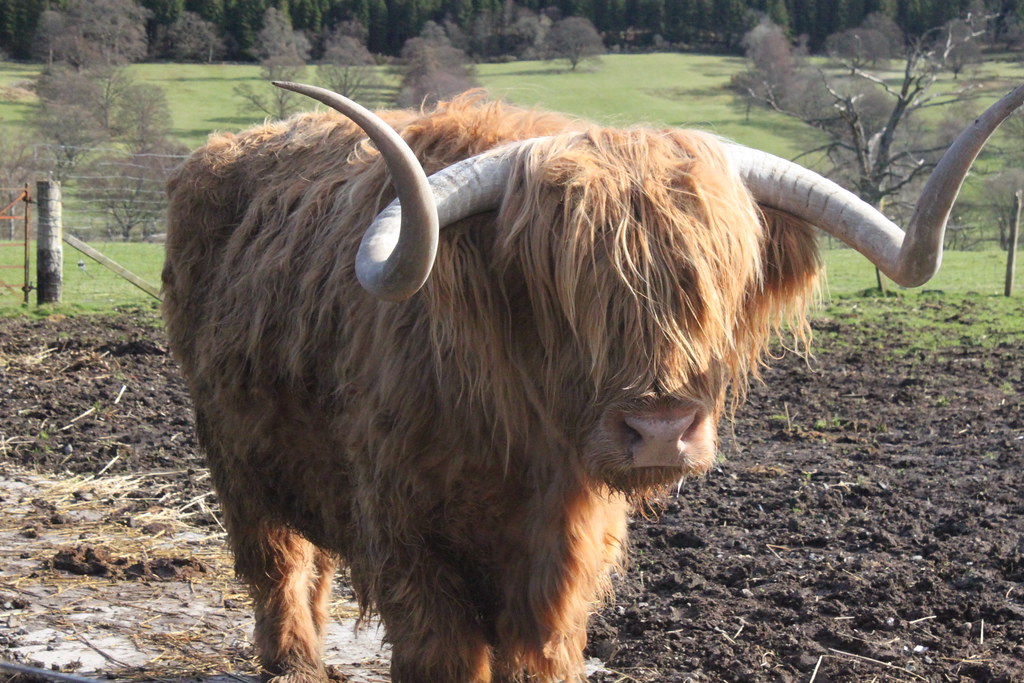 Hamish the Highland cow on a beautiful Saturday morning in… Flickr