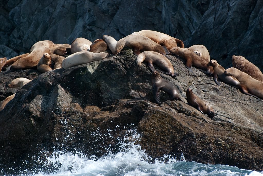 Sea Lions in Alaska cruising the Inian Islands with Lindbl… Flickr