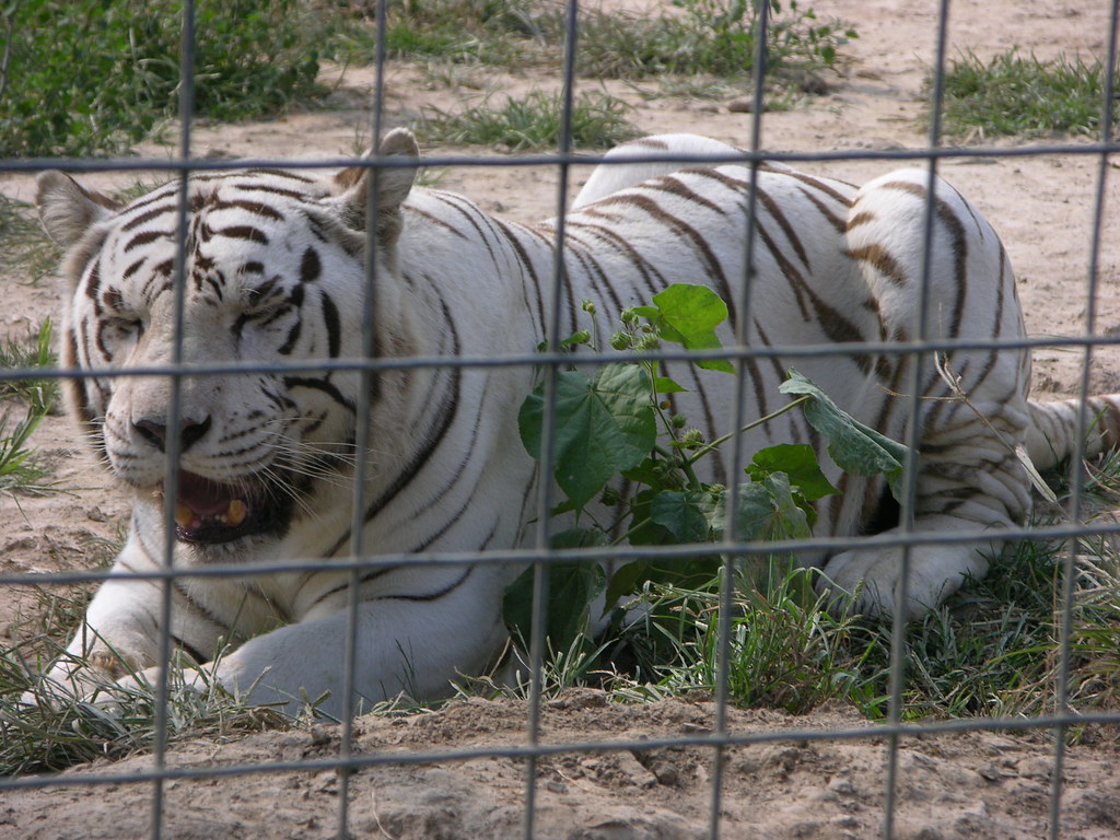 Wild Cat Zoo 009 Nick Schaidle Flickr