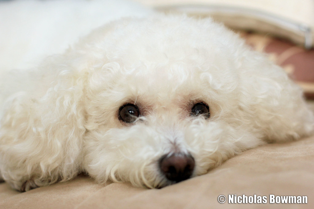 45+ Bichon Frise French l2sanpiero