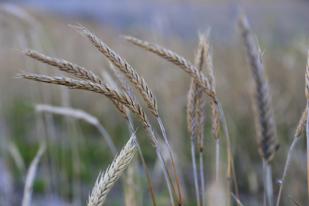 Elevation of Bridgewood, Leawood, KS, USA Topographic Map Altitude Map