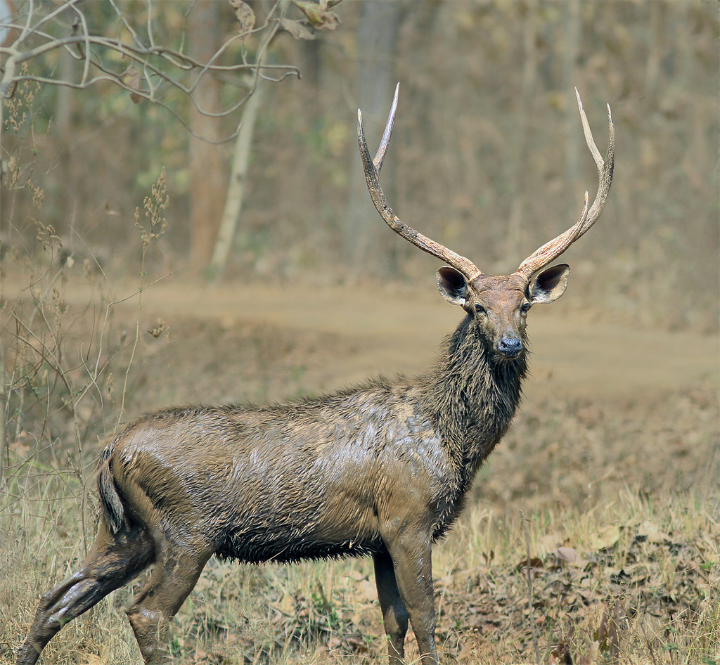 Sambar Deer - male | Nagzira NP, India It was great to see ...