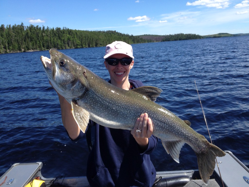 12.5lbs Lake Trout Lake Trout was 12.5 lbs and 34.5 inches… Flickr