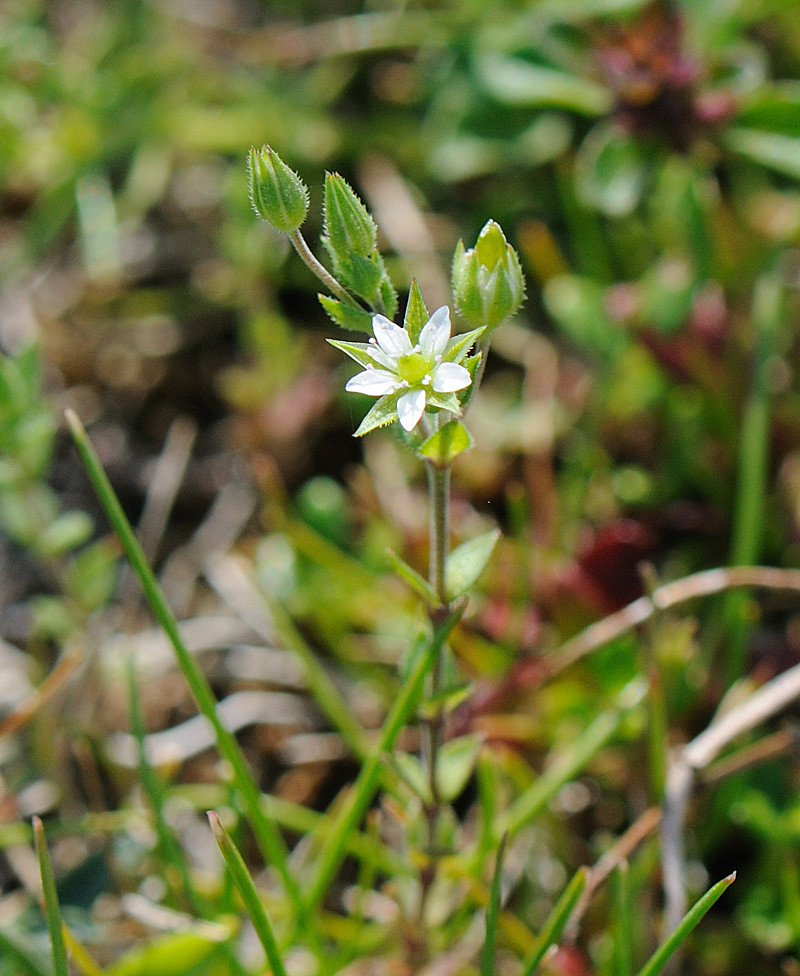 Thymeleaved Sandwort (Arenaria serpyllifolia) Pitstone Hi… Tiggrx