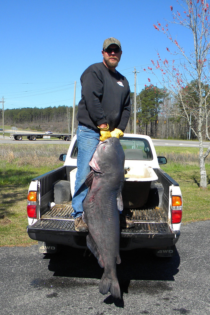 Alabama Record for Blue Catfish Shattered John Nichols sha… Flickr