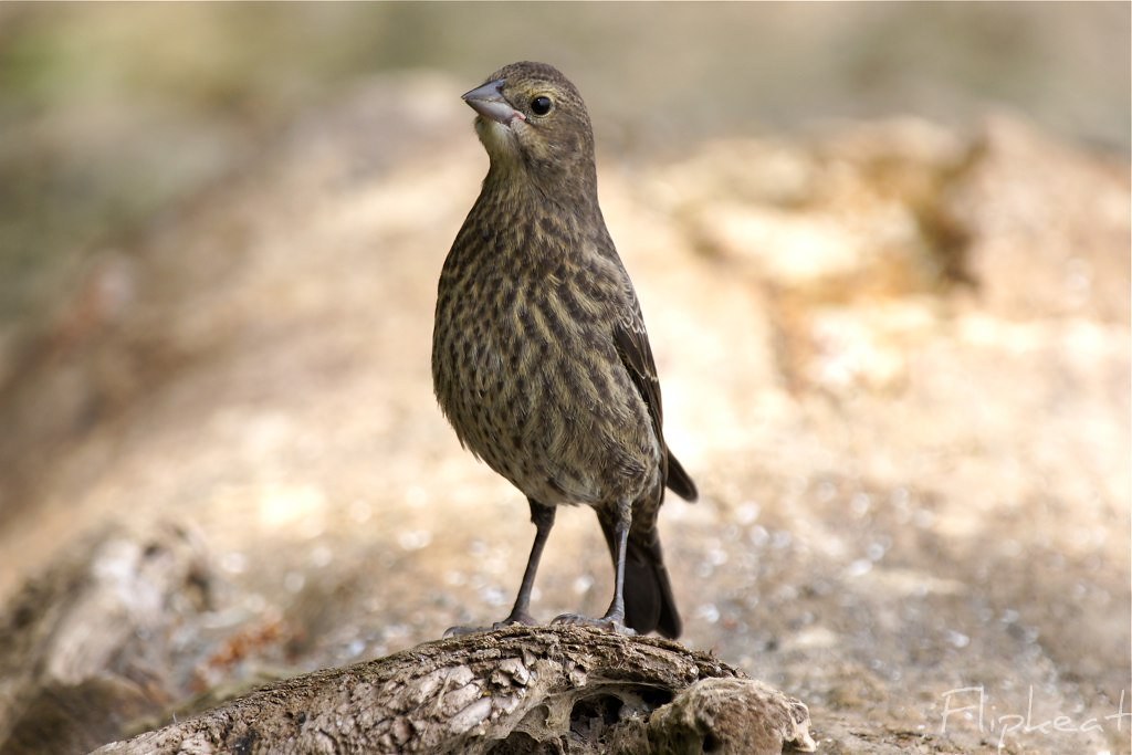 Little Bird Juvenile Brownheaded Cowbird On my walk yes… Flickr