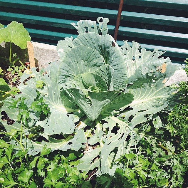 Anyone know what's eating my cabbage and how to make it st… Flickr