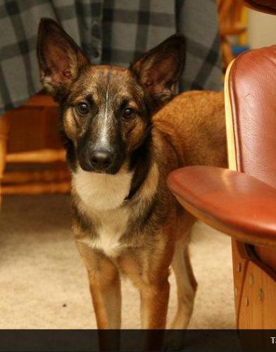 Leia | Belgian Shepherd Malinois/Cattle Dog Mix (Adopted) | Flickr