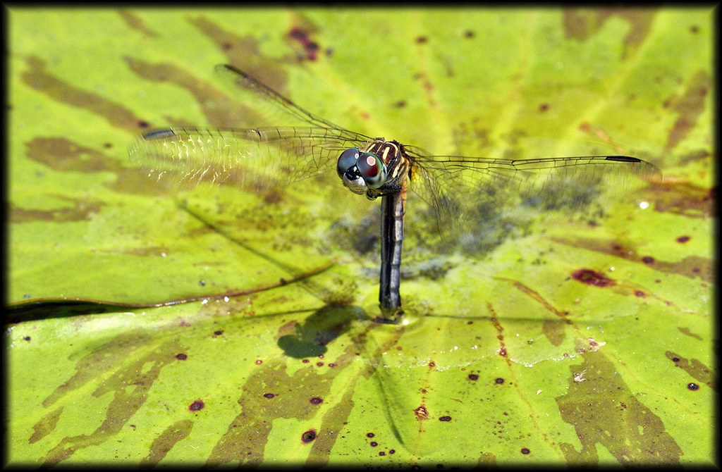 15+ Best New Dragonfly Eggs In Water Creative Things Thursday