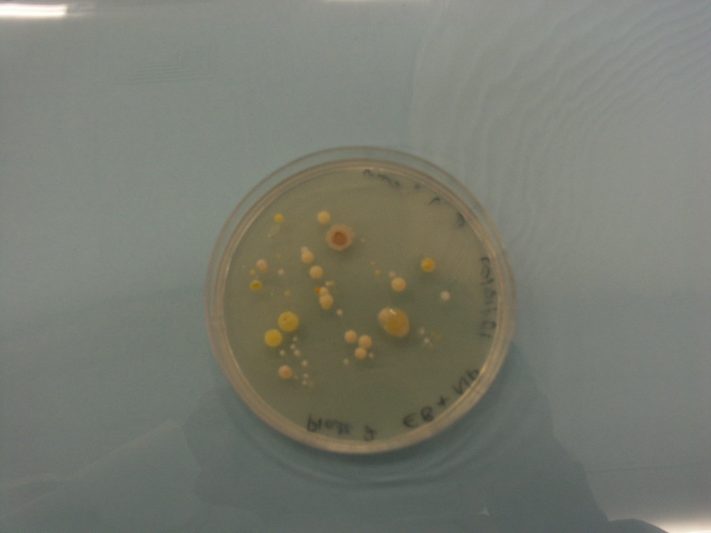 Agar Plate 1 Microbiology agar plate Vivien Rolfe Flickr