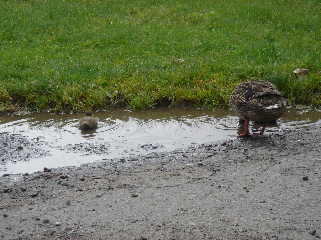 Lost Ducks jasmeet Flickr