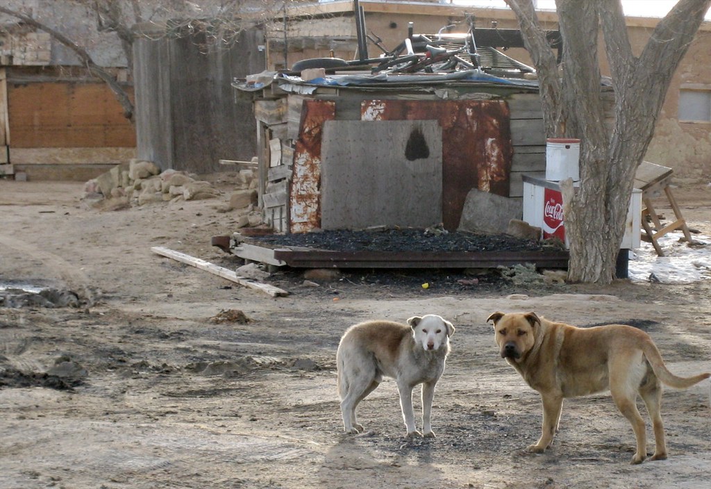 2 Dogs On The Rez 2 Stray Dogs On The Hopi Reservation In … Flickr