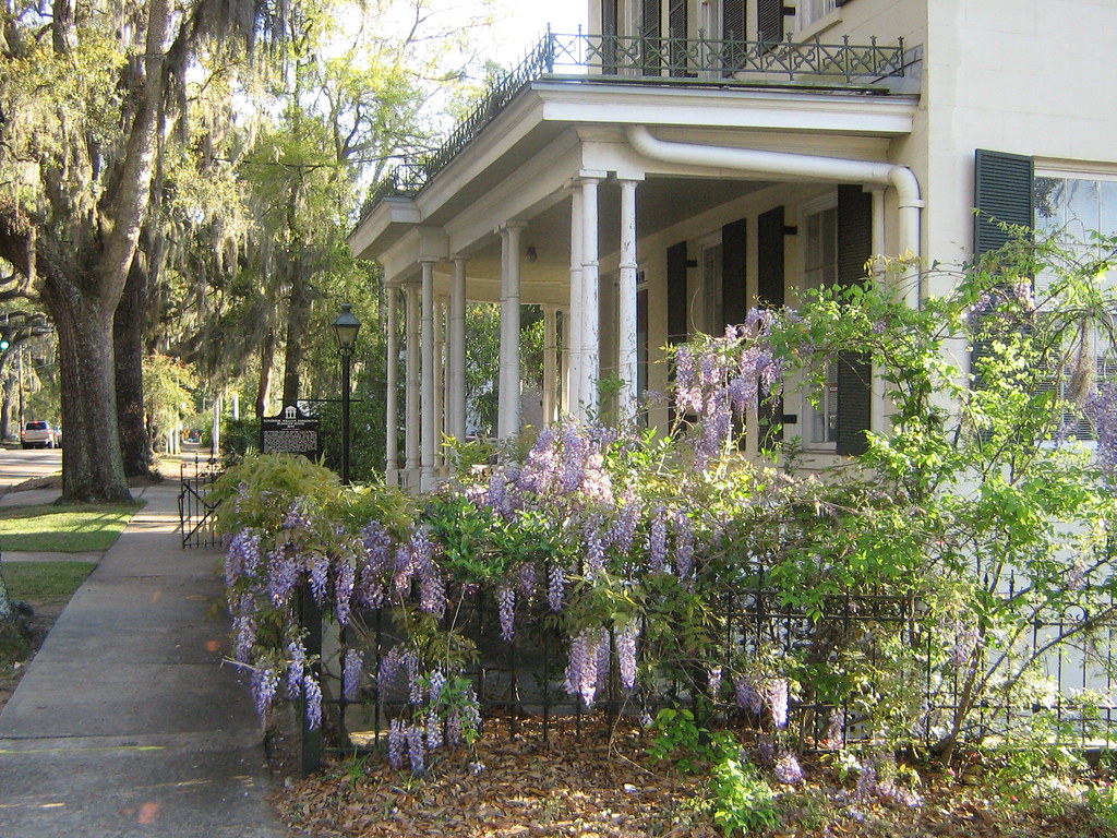 wisteria vined oldhome Wisteria wisteria! grows to the top… Flickr