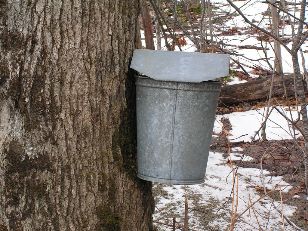 Old style maple sap buckets hrandall_99 Flickr