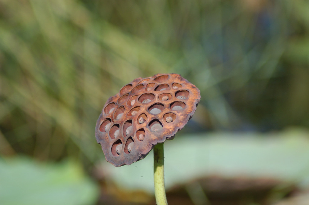 Giant Lotus Blossom Seed Pod Jonathan Sabin Flickr