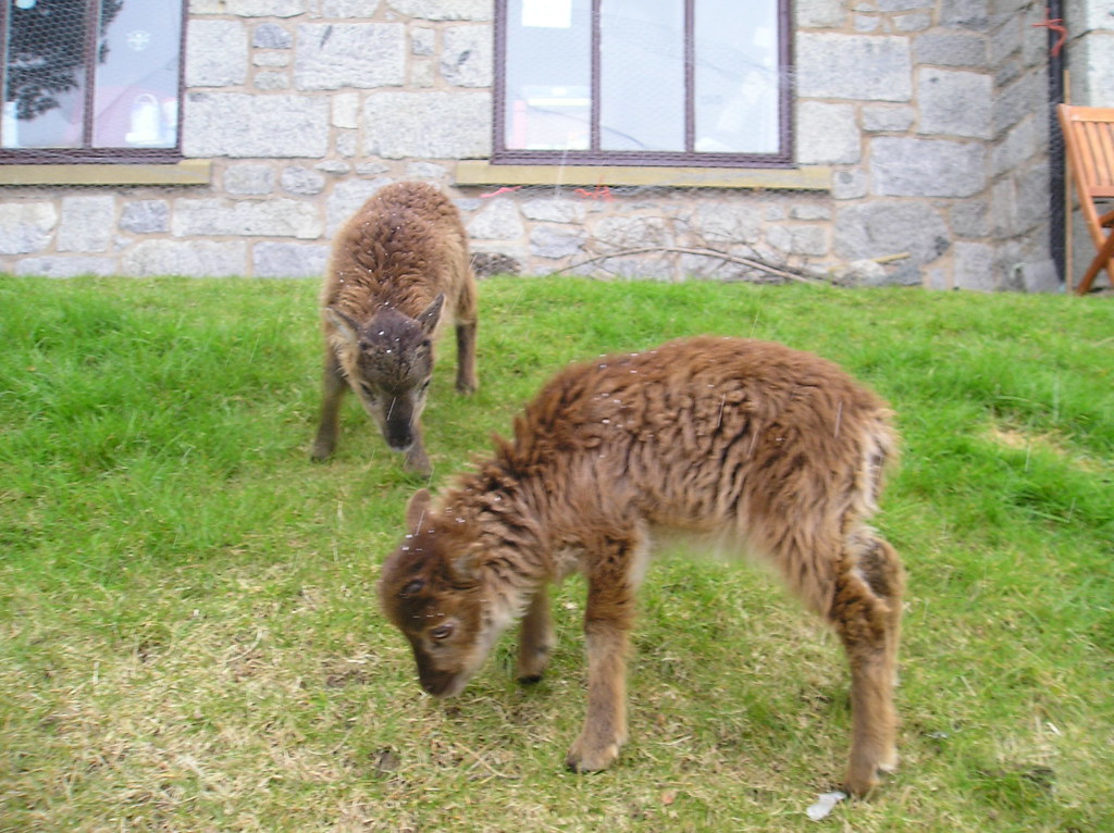 Baby reindeer By the Reindeer Centre at Glenmore Forest Pa… Ben