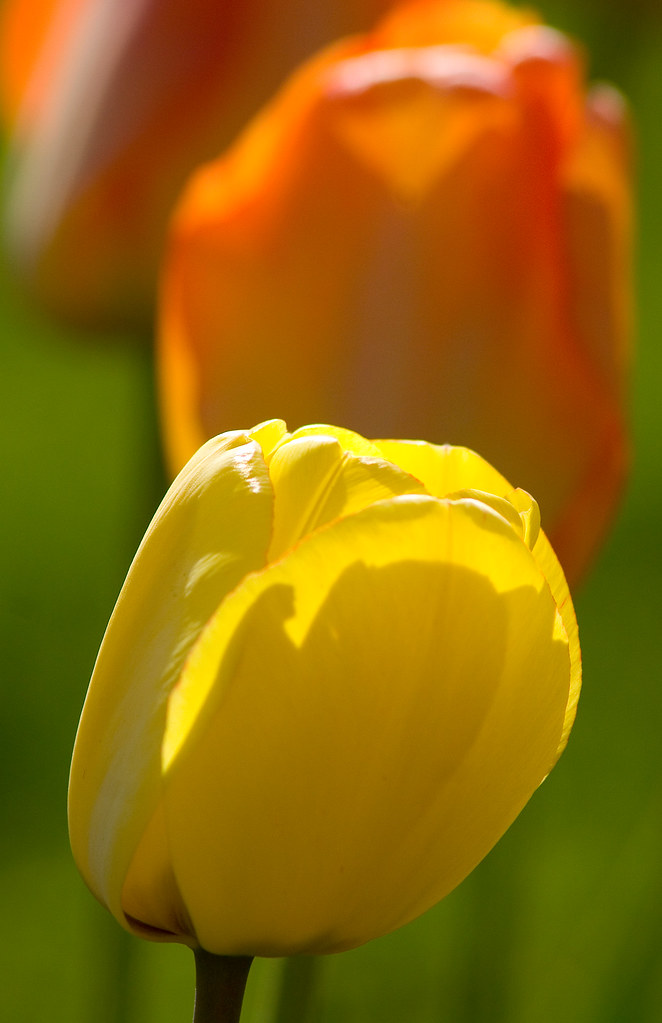 tulips Elizabeth Park , Hartford Barry Donaghue Flickr