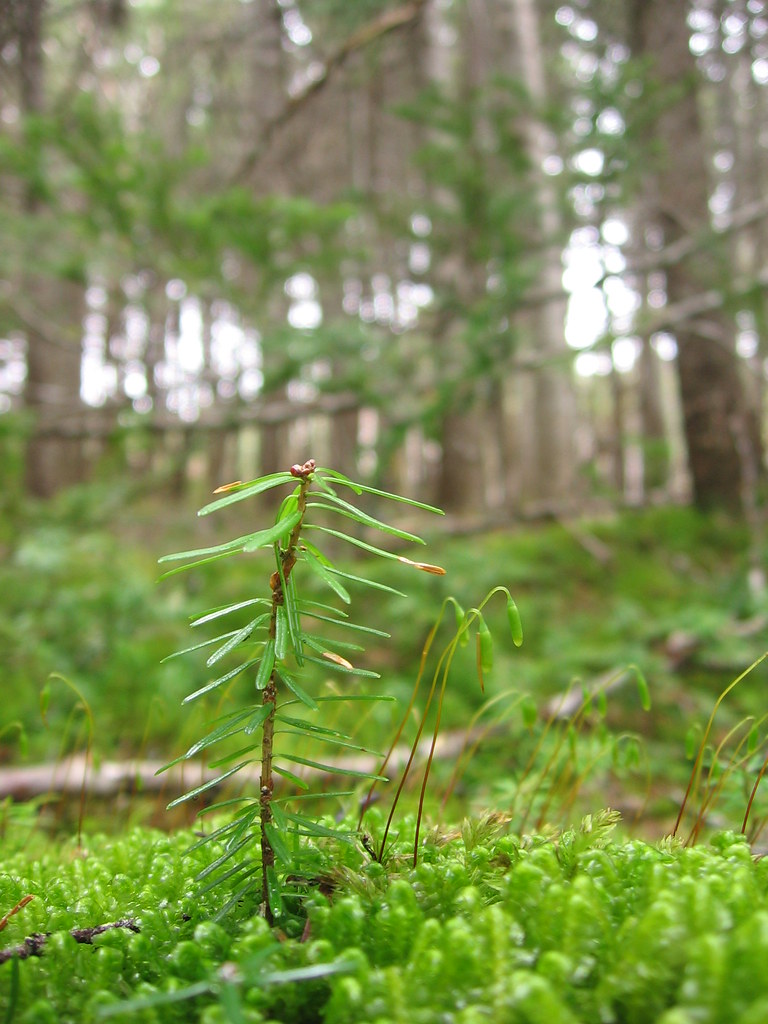 lil tree jon hayes Flickr