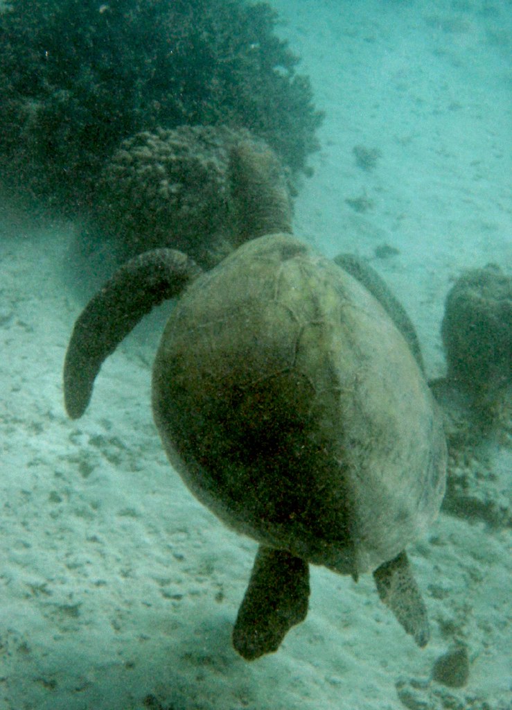 Green Turtle Cape Range National Park Stuart Hamilton Flickr