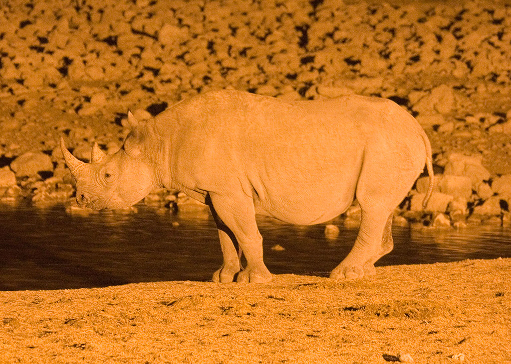 Orange Rhino Black rhino at Okaukuejo Andrew Luyten Flickr