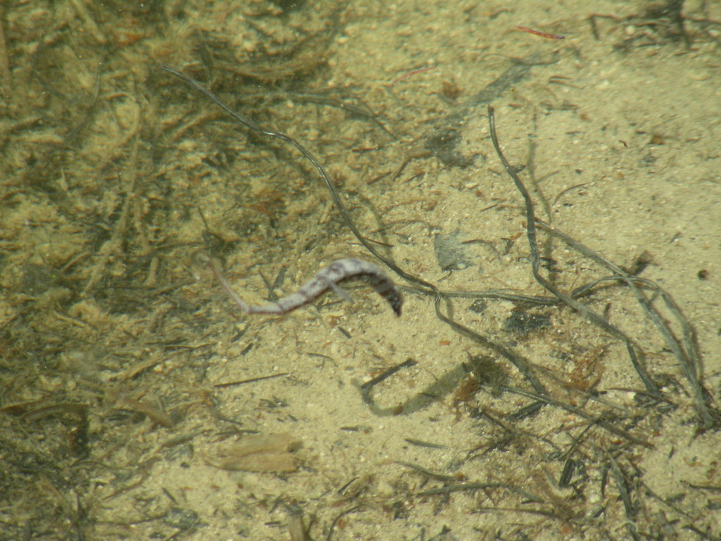 leech A leech in a pond at the Wagner Natural Area, west o… Flickr