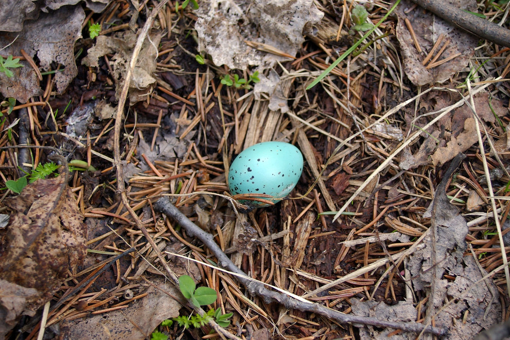 a blue spotted egg! I have no idea what kind of bird this … Flickr
