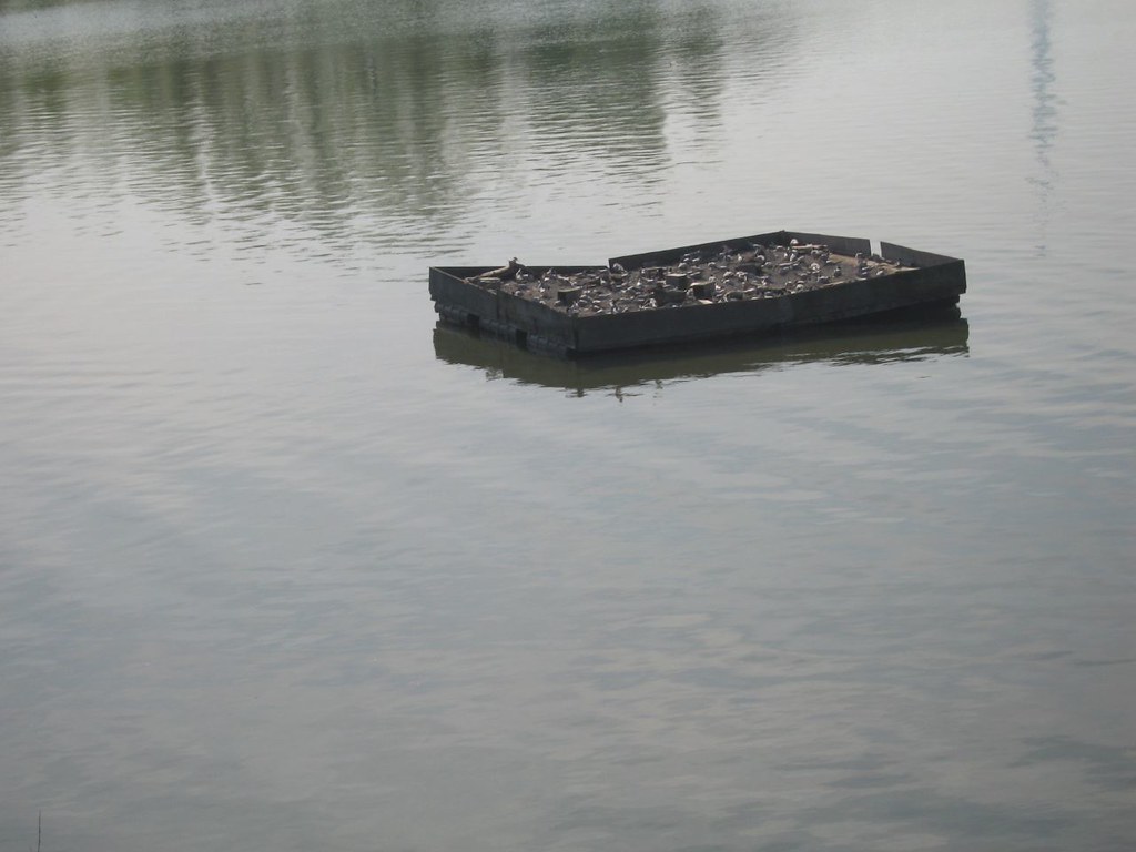 moldy lasagna birds on a box katja_kat Flickr