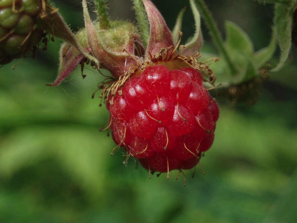 7 Plants That Attract Bluebirds [Grow These at Home] Bluebird Landlord