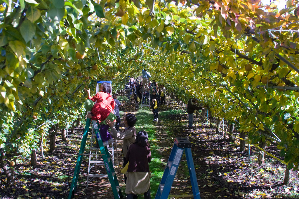 CE721 Korean Pears Visit to Evergreen Orchard Farm. Bring … Flickr