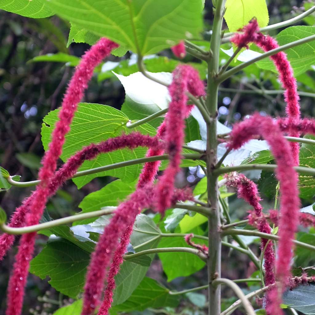 Chenille plant, Acalypha hispida Jnzl's Photos Flickr