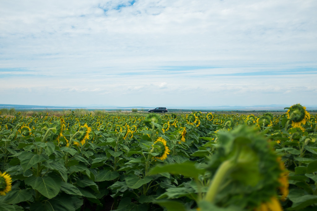Quirindi Sunflowers Subaru Liberty / Legacy 1 Quirindi,… Flickr
