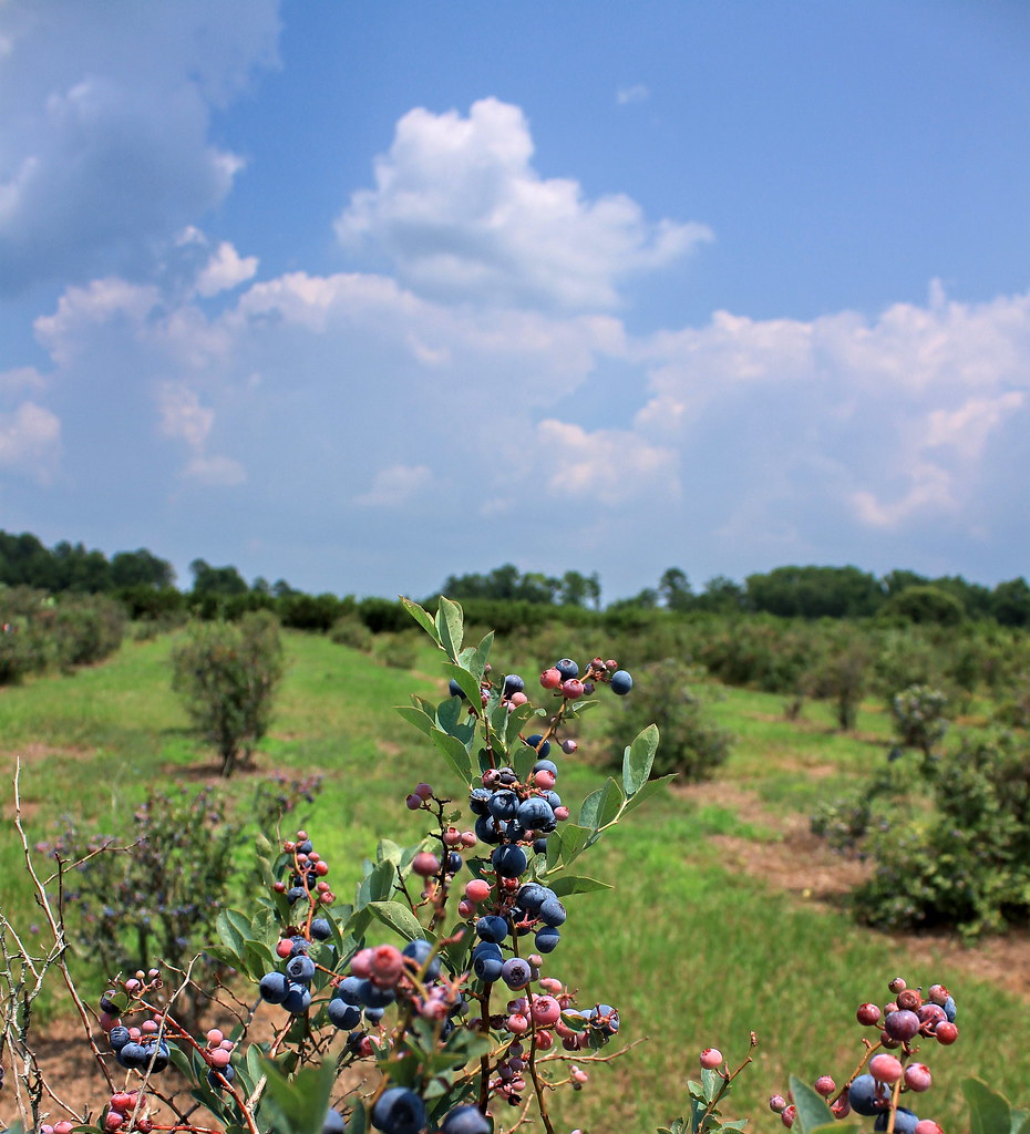 gregg farms pike county 65mb Flickr