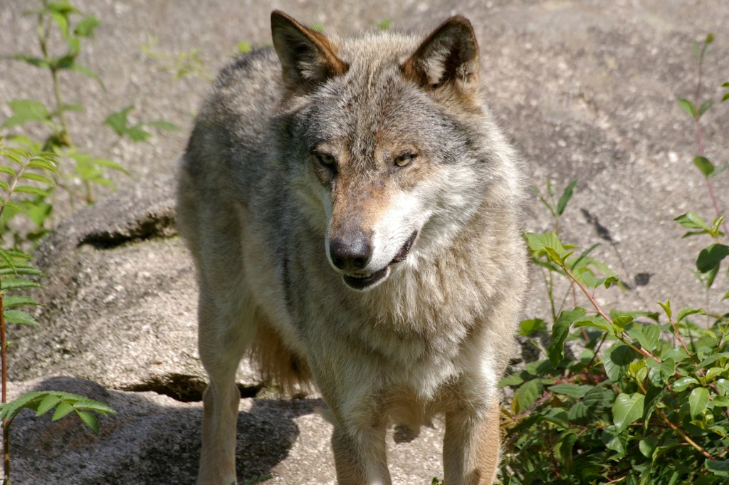Loup d'Europe Les Loups de Chabrières Parc Animalier des M… Flickr