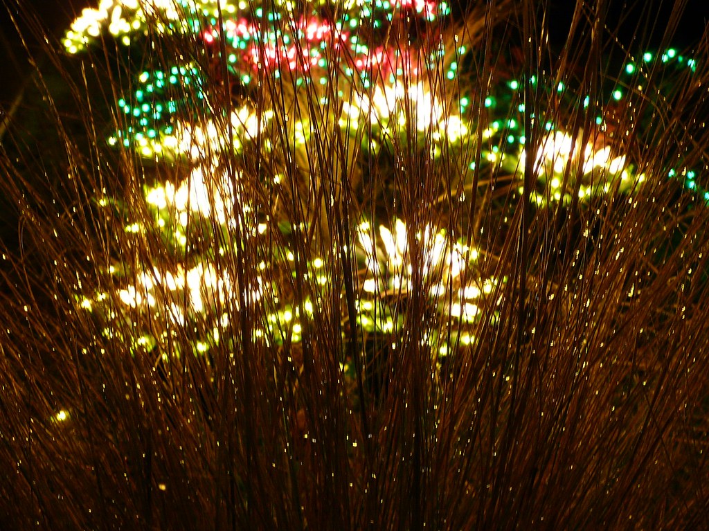 Through the Grass Christmas Eve in the Garden of Lights at… Flickr