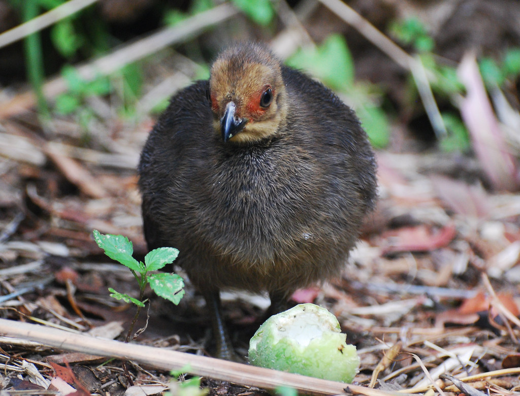Australian BrushTurkey Chick 1 DSC_2145 Australian Brush … Flickr