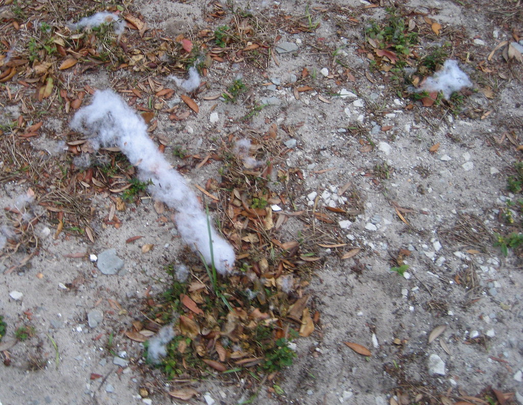 florida snow fake snow from a neighboring yard somewhere o… Flickr