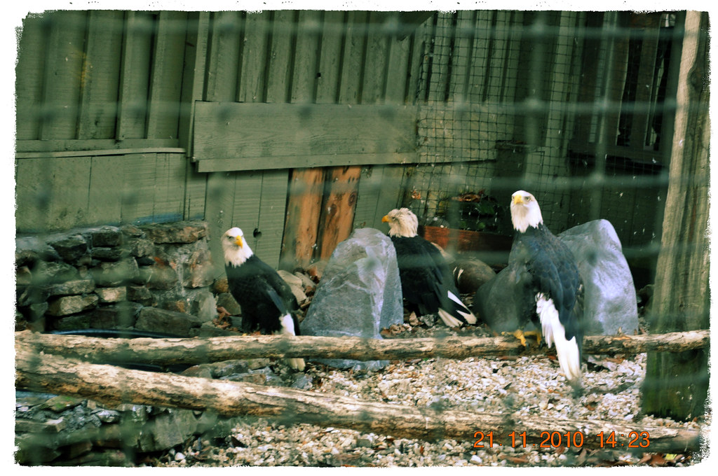 Bald Eagle Sanctuary in Dollywood Dollywood Bald Eagle San… Flickr