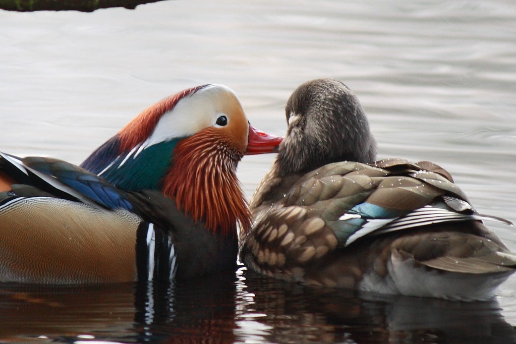 Duck kiss This male Mandarin duck was giving his partner a… Flickr