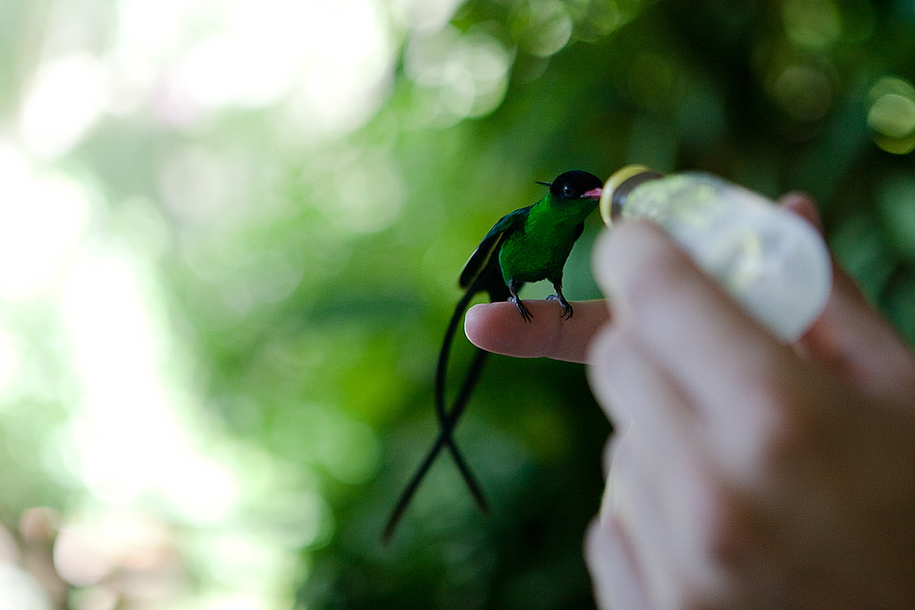 Jamaica Doctor Bird The doctor bird is a national symbol o… Maddie