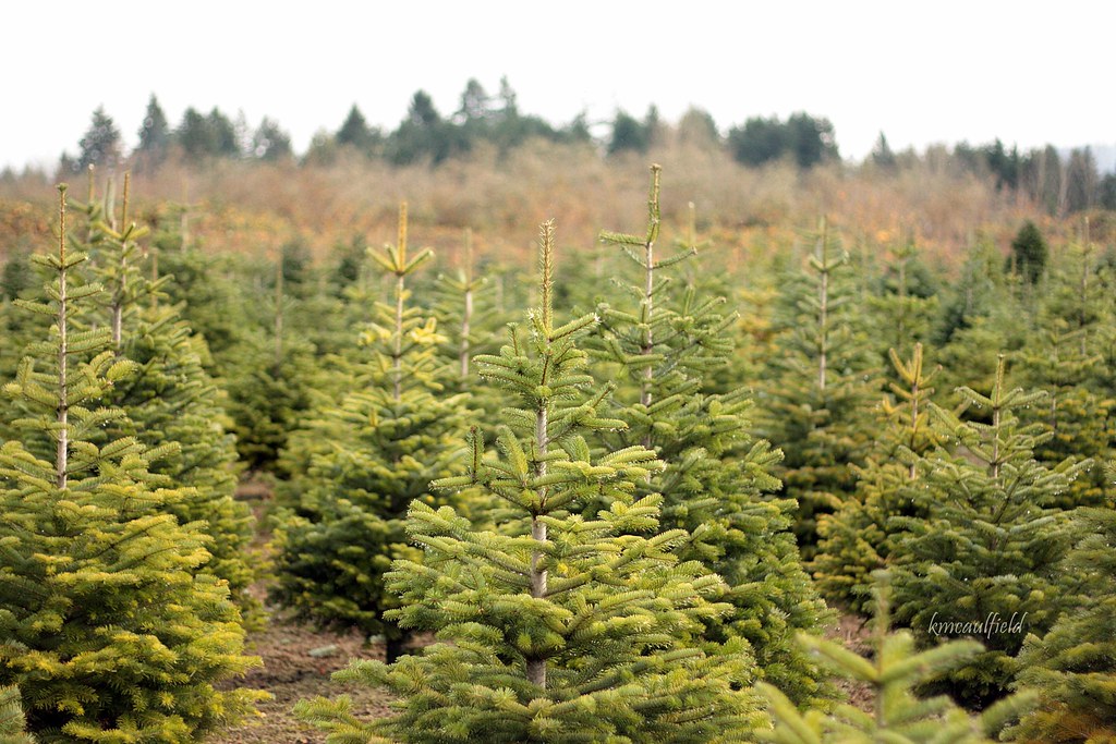 Elevation of S 2nd St, Cottage Grove, OR, USA Topographic Map