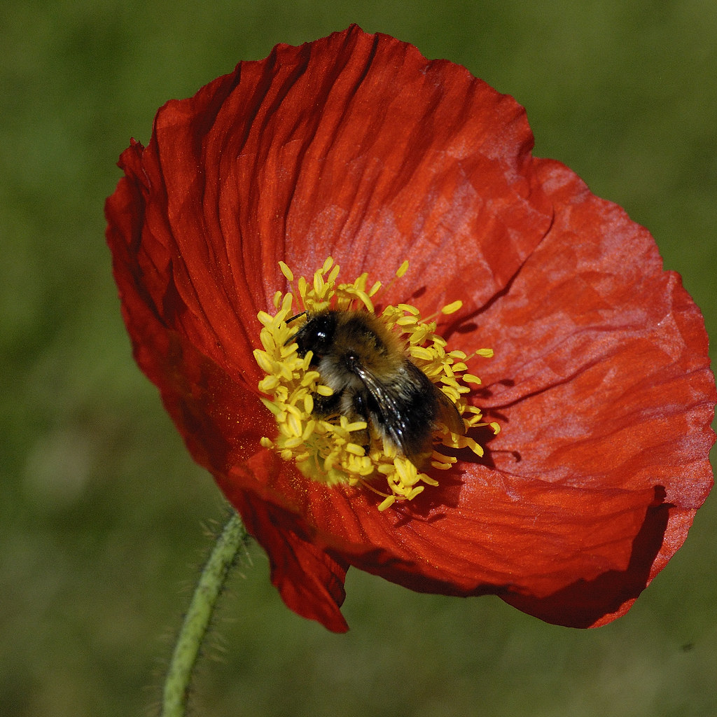 Bee and poppy Bee feeding in a red poppy View On Black