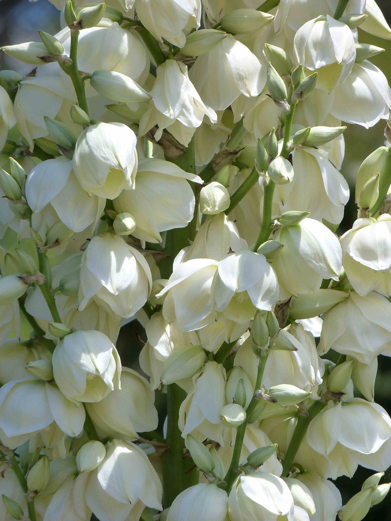 Manurewa, Auckland, New Zealand Succulent flowers in the A… Flickr