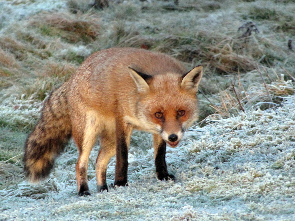 Cannock Chase Fox Taken on Cannock Chase on 22nd January, … John