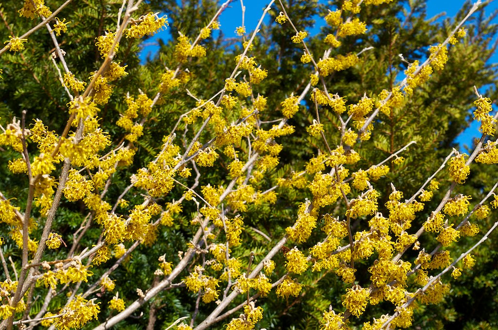 The First ‘Real’ Flower of Spring Vernal Witchhazel (Hama… Flickr