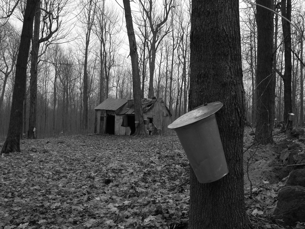 At the Sugar Shack At the Sugar Shack in Mont StGrégoire … Flickr