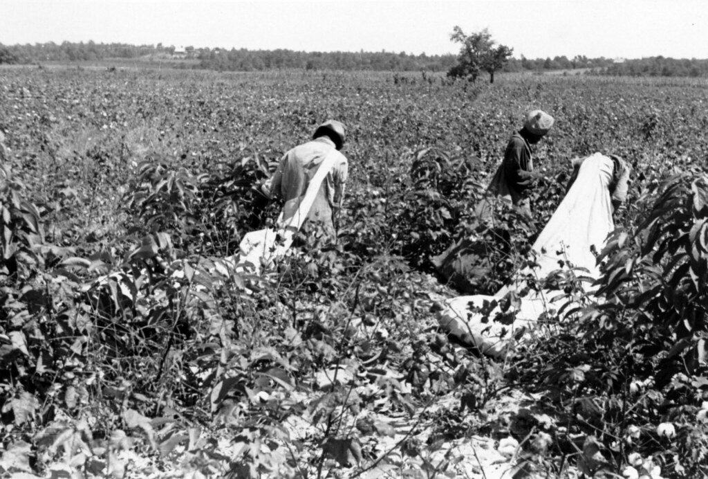 Black workers pick cotton Title Black workers pick cotton… Flickr