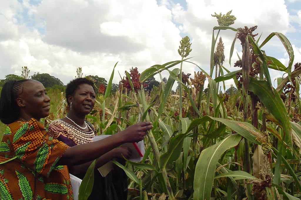 Assessing refugia crops during Kenya par… Flickr